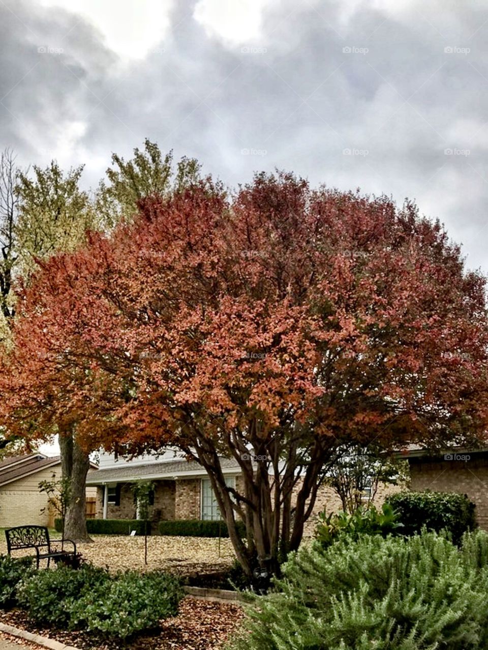 Fall Autumn color and 🍁