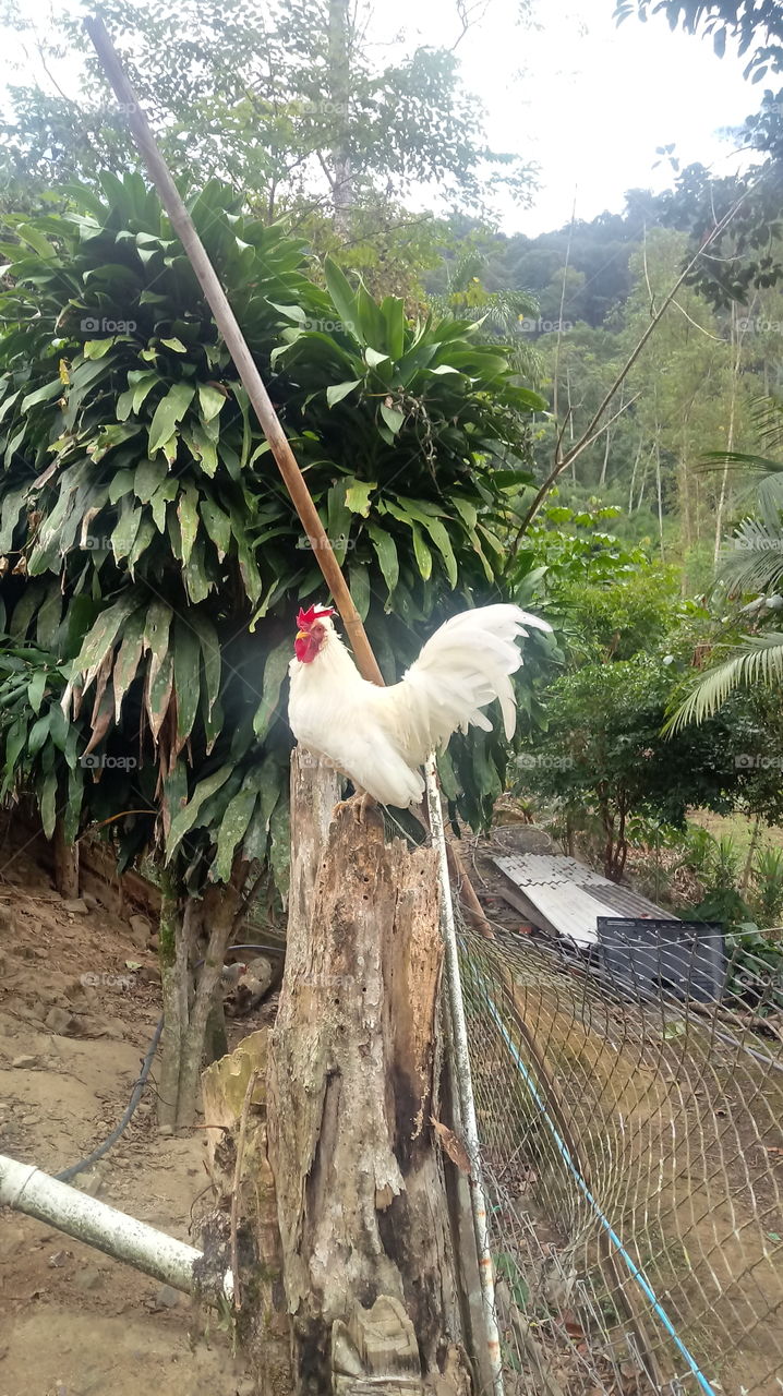 kyaat Garnize aahpyauu Galimheiro Corral Puleiro .