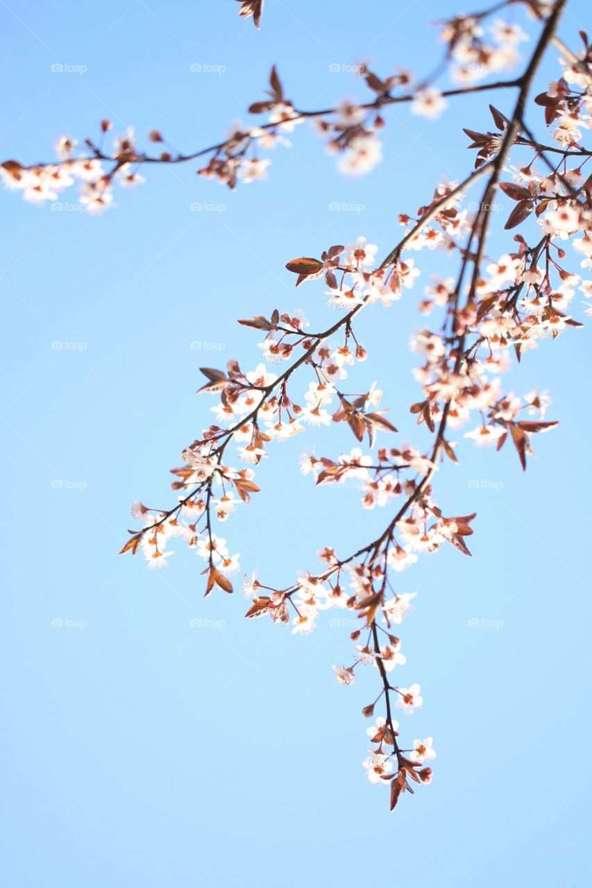 Blue sky and branches with blossom flowers