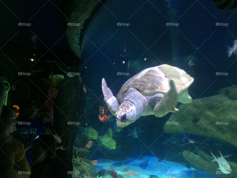 Sea turtle at the Orlando Aquarium 