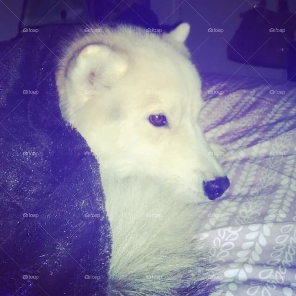 My Siberian Husky resting after a long day