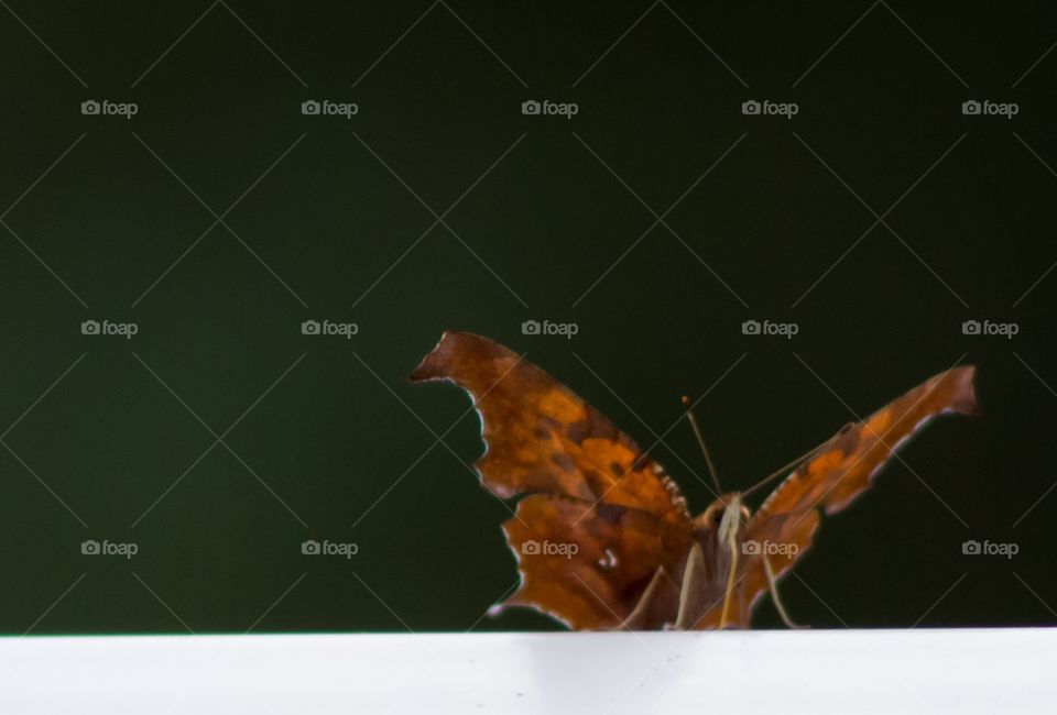 Butterflies of Fall