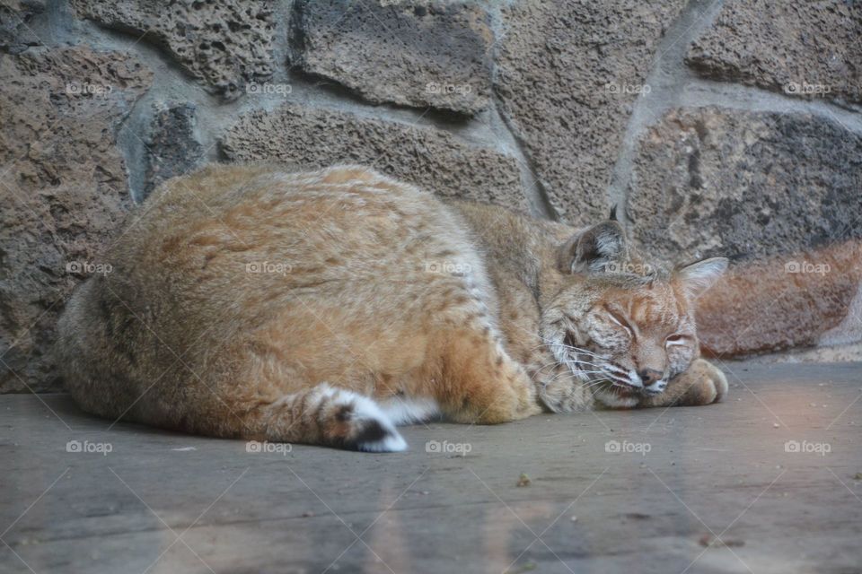 Lynx napping 