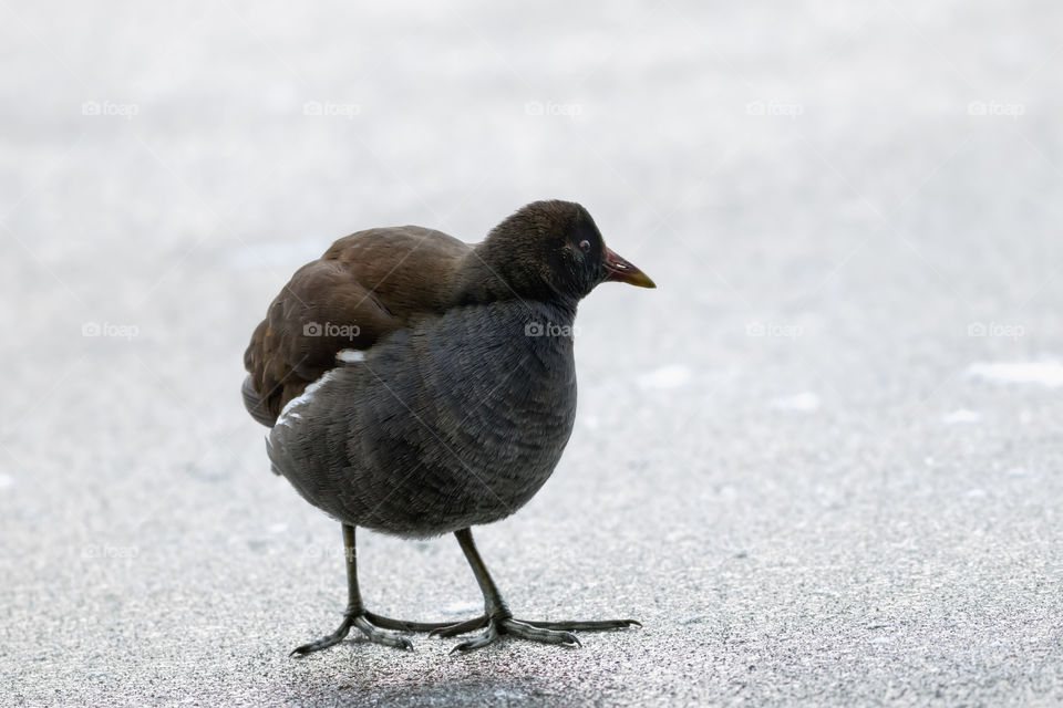 Moorhen (Gallinula chloropus)