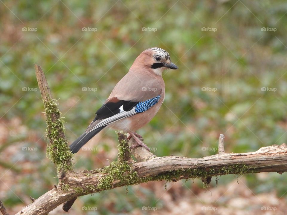 A Jay on a tree stump 