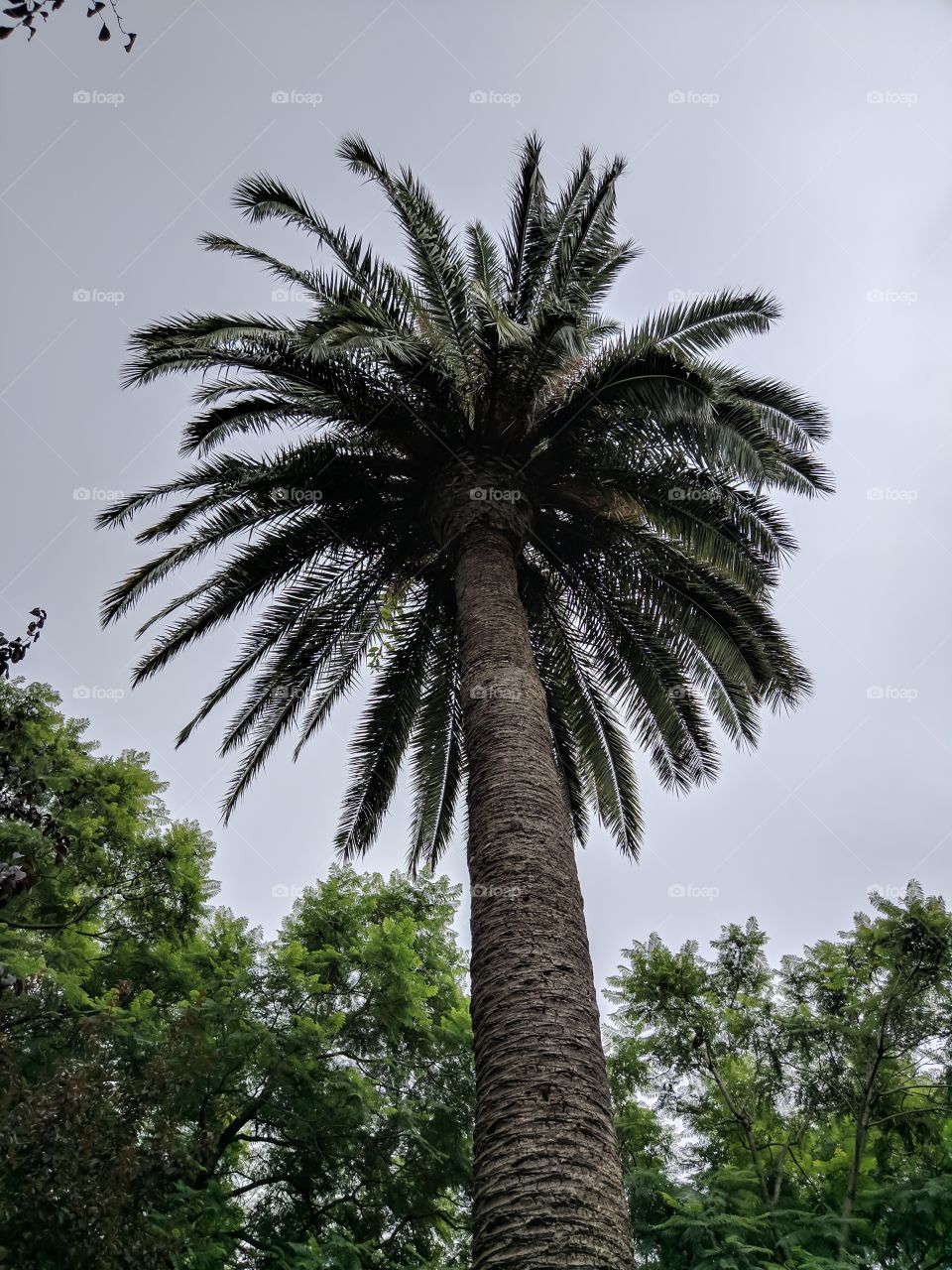 Palmtree