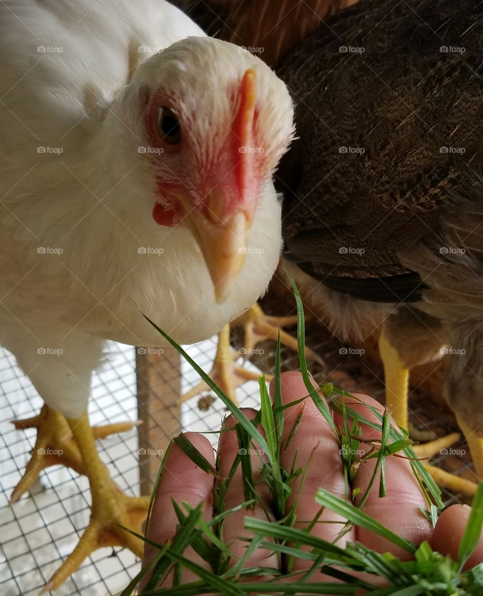 Hand feeding chicks