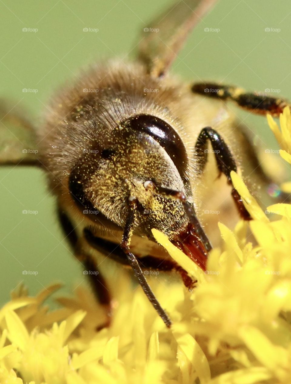 Honeybee eating nectar from a yellow flower 