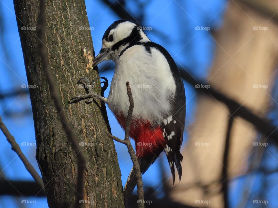 Woodpecker at work