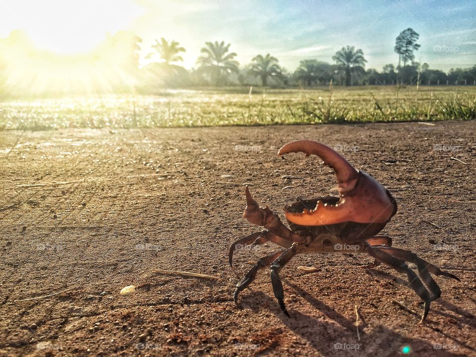 Morning sun crab