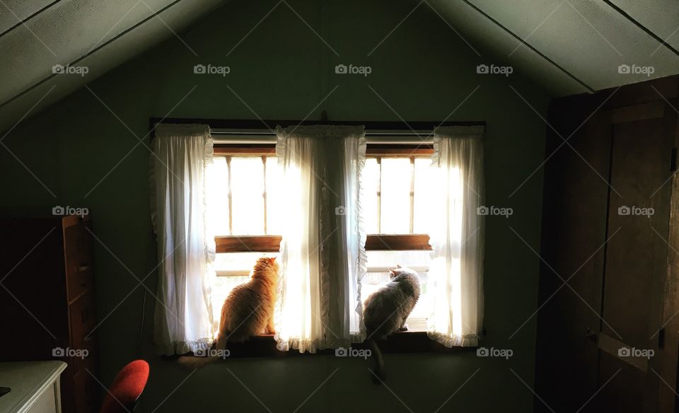 The cats in the window 
