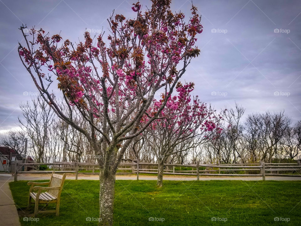 Season Spring Tree