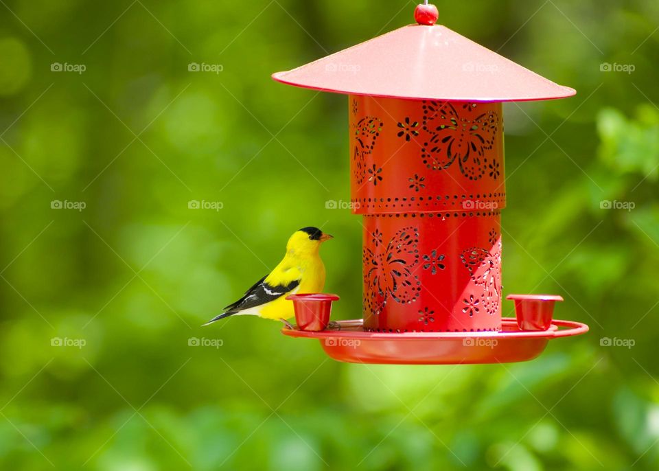 Red Bird Feeder with a Lush Green Background 