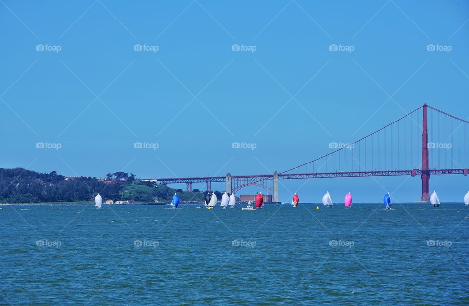 Sailboat Regatta On San Francisco Bay