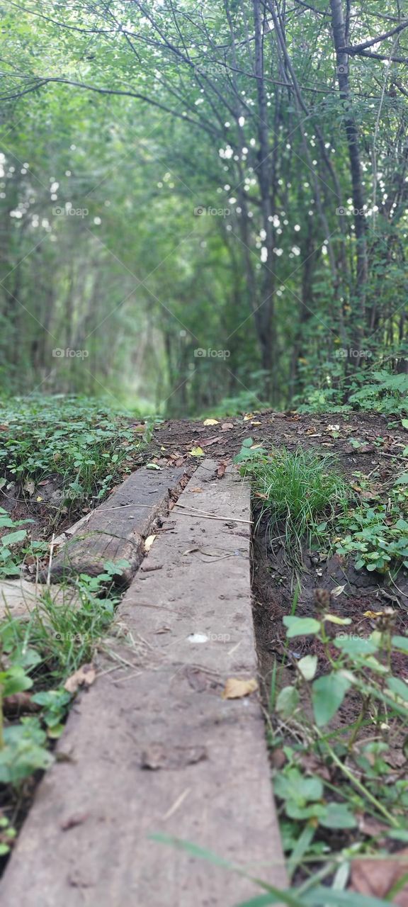 The road through the forest