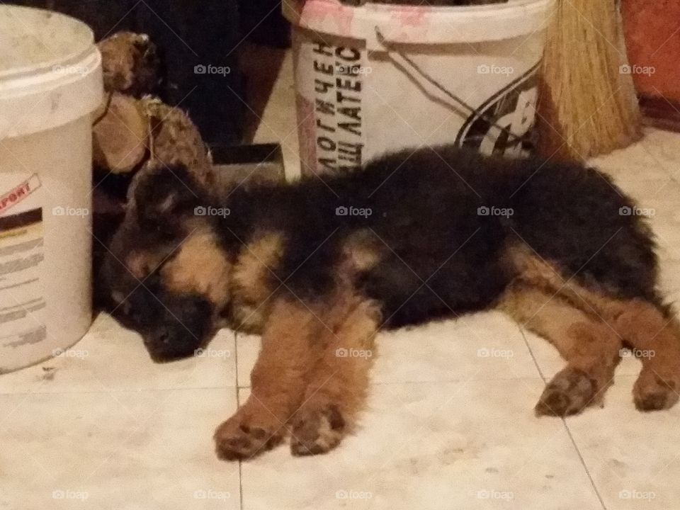 Dog, Canine, One, Mammal, Two