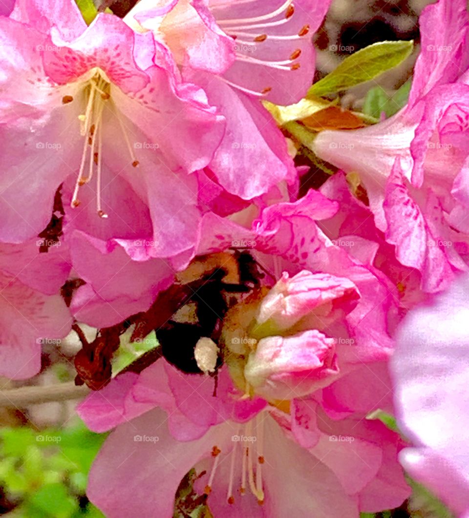 A honeybee in one of our pink flowers