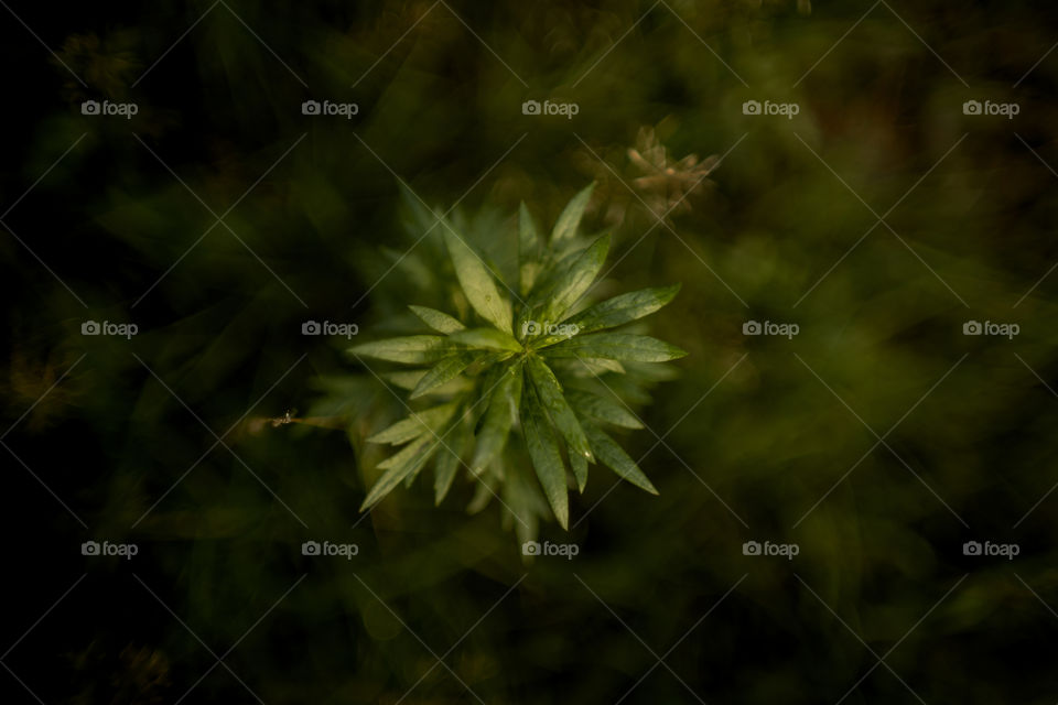 Plant portrait