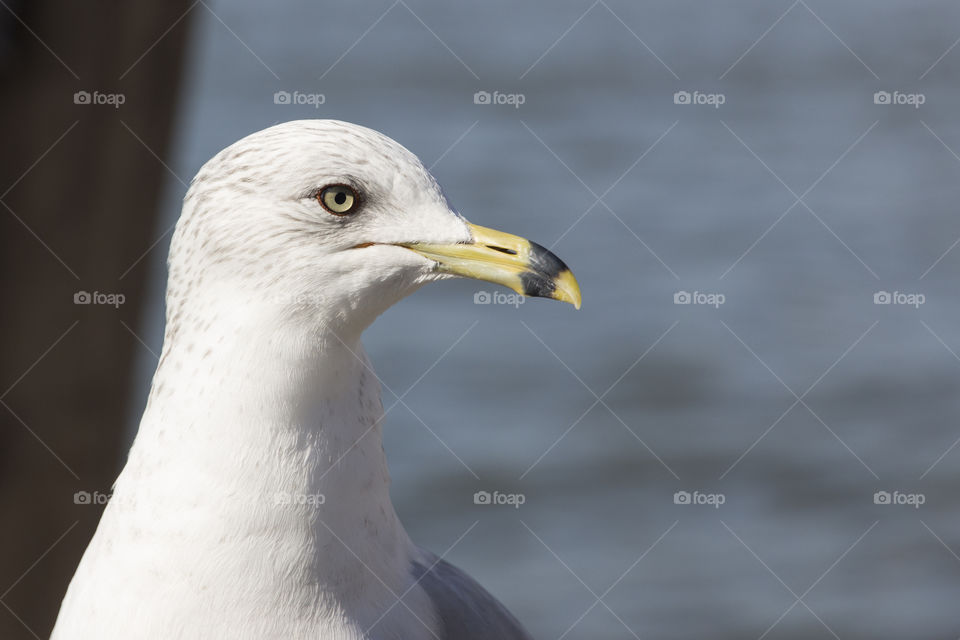 Close-up of a seagull
