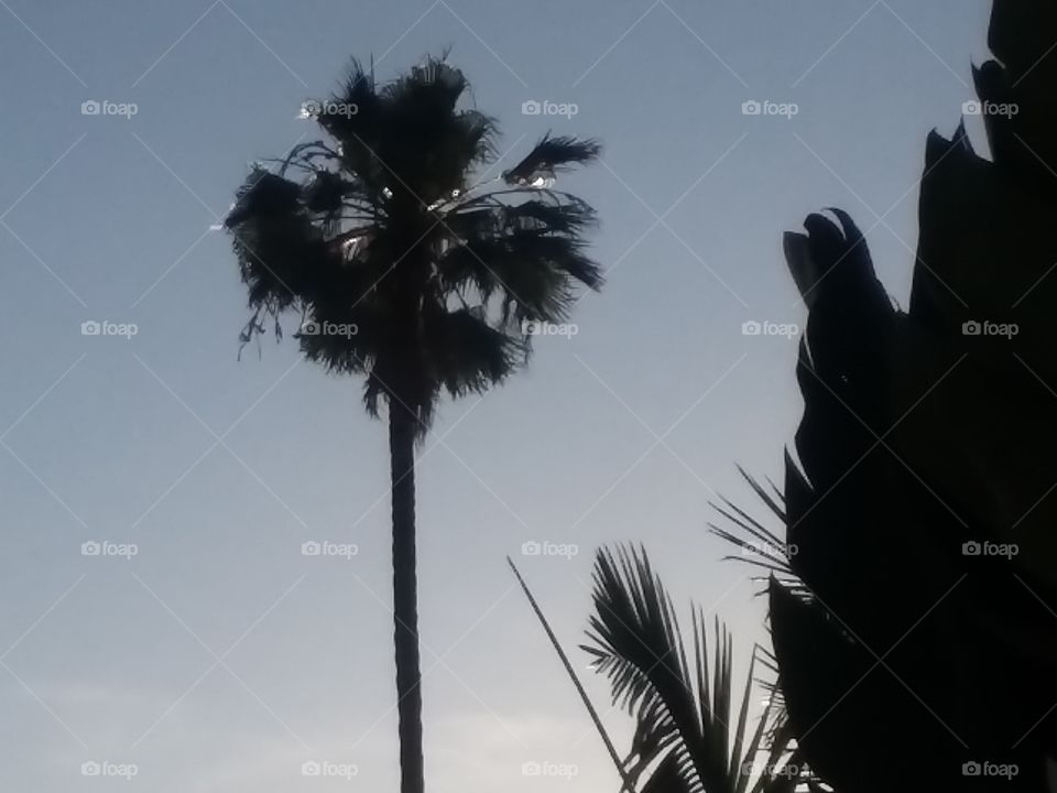 Sun Setting Behind Palm Tree