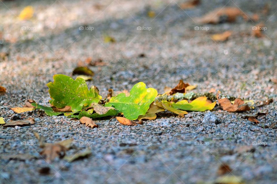 Autumn leaves at the path