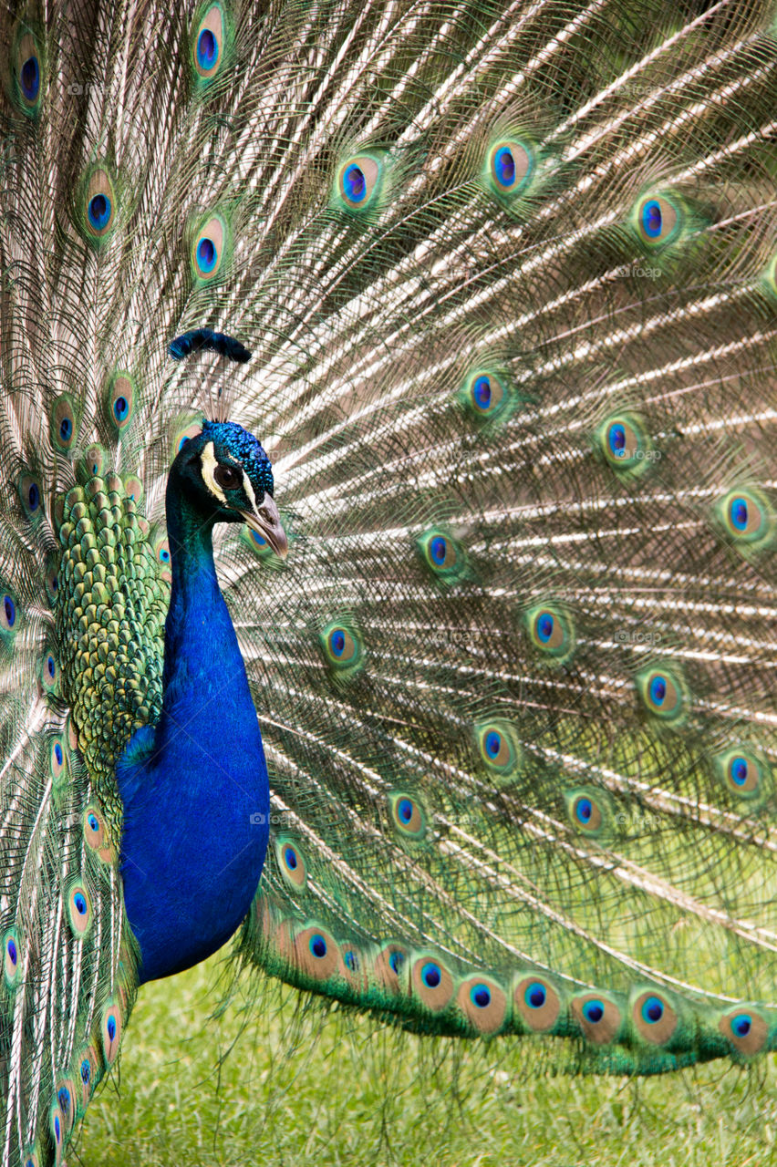 Peacock