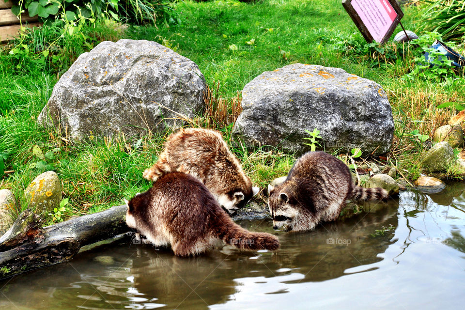 Raccons are washing food in a pond