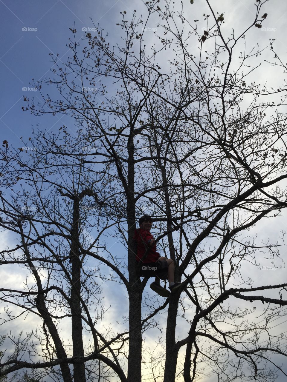 Young boy way up in a tree.