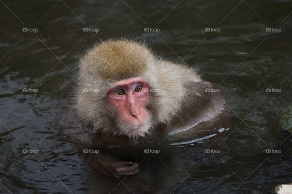 Snow Monkey in Japan. 