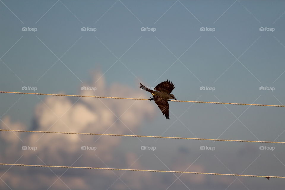 Bird flying away
