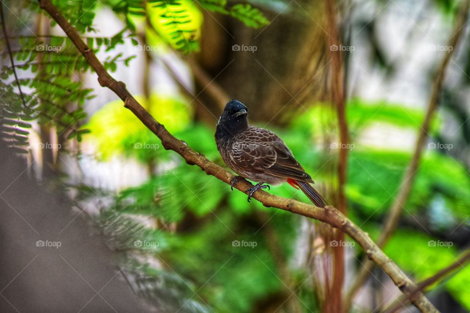 Bird on tree photography from Gandhinagar Vikhroli Mumbai Maharashtra