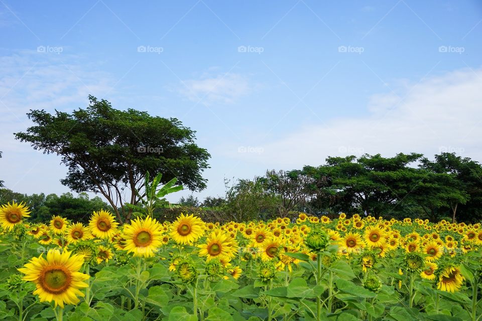 Sunflower in nature garden