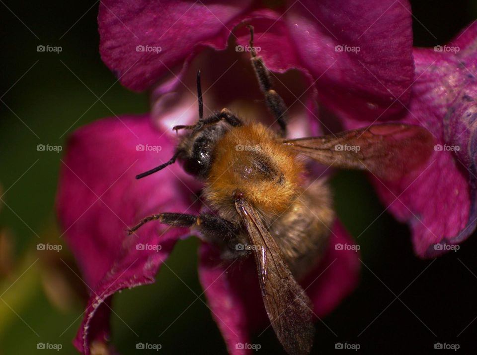 A bee carefully cleaning itself after feasting on sweet nectar.
