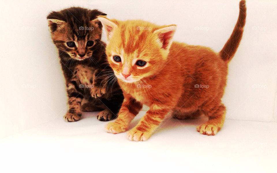 cute kittens ginger tabby by Matilly