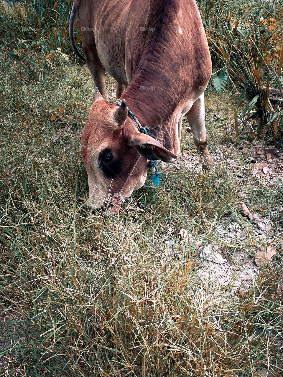 a buffalo eating foods