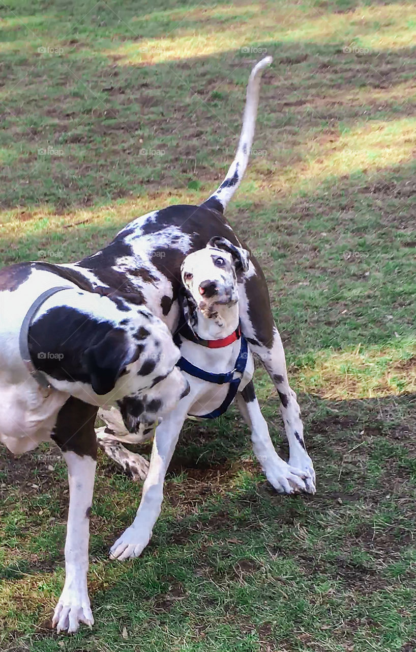 Adult Great Dane playing with puppy Great Dane in spring 