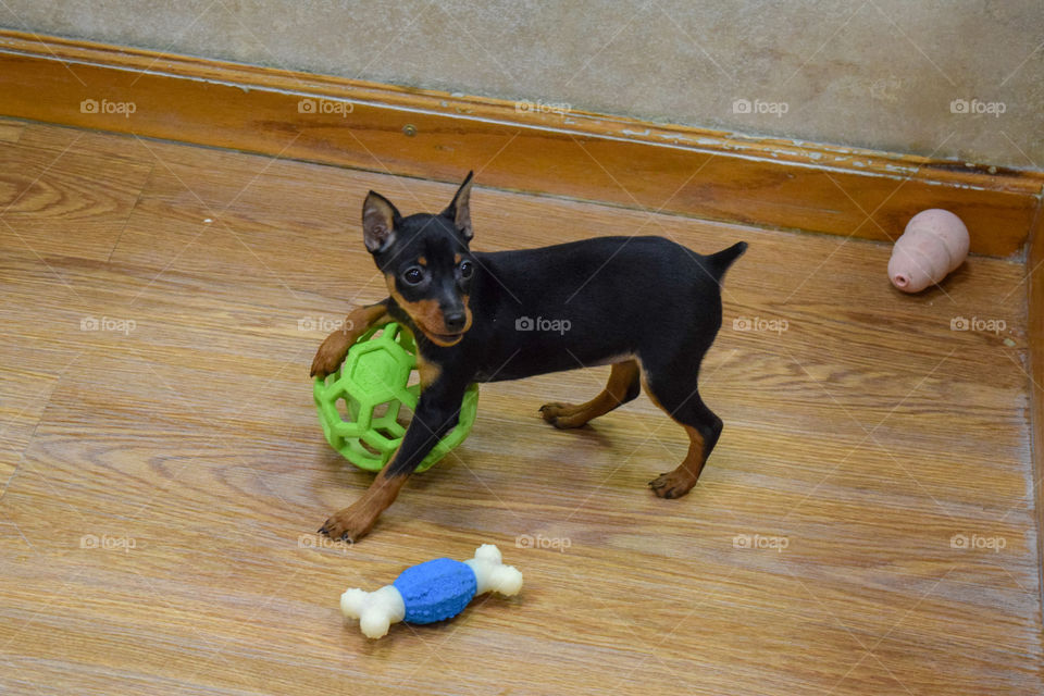 A dog playing with toys