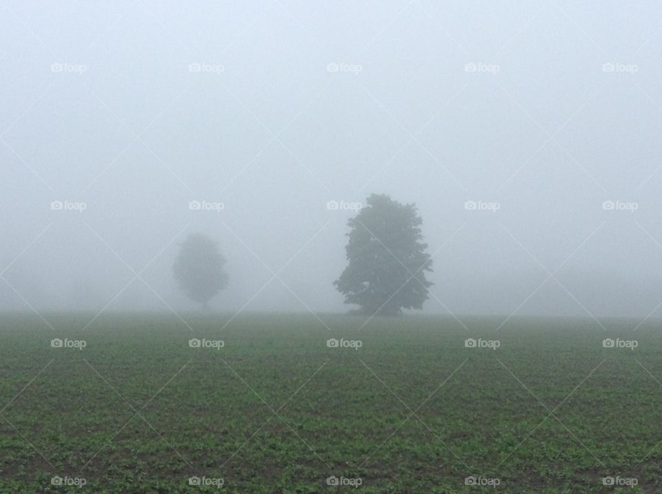 Two trees are visible through a thick morning fog.