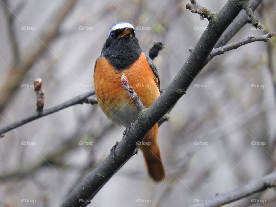 Redstart bird 