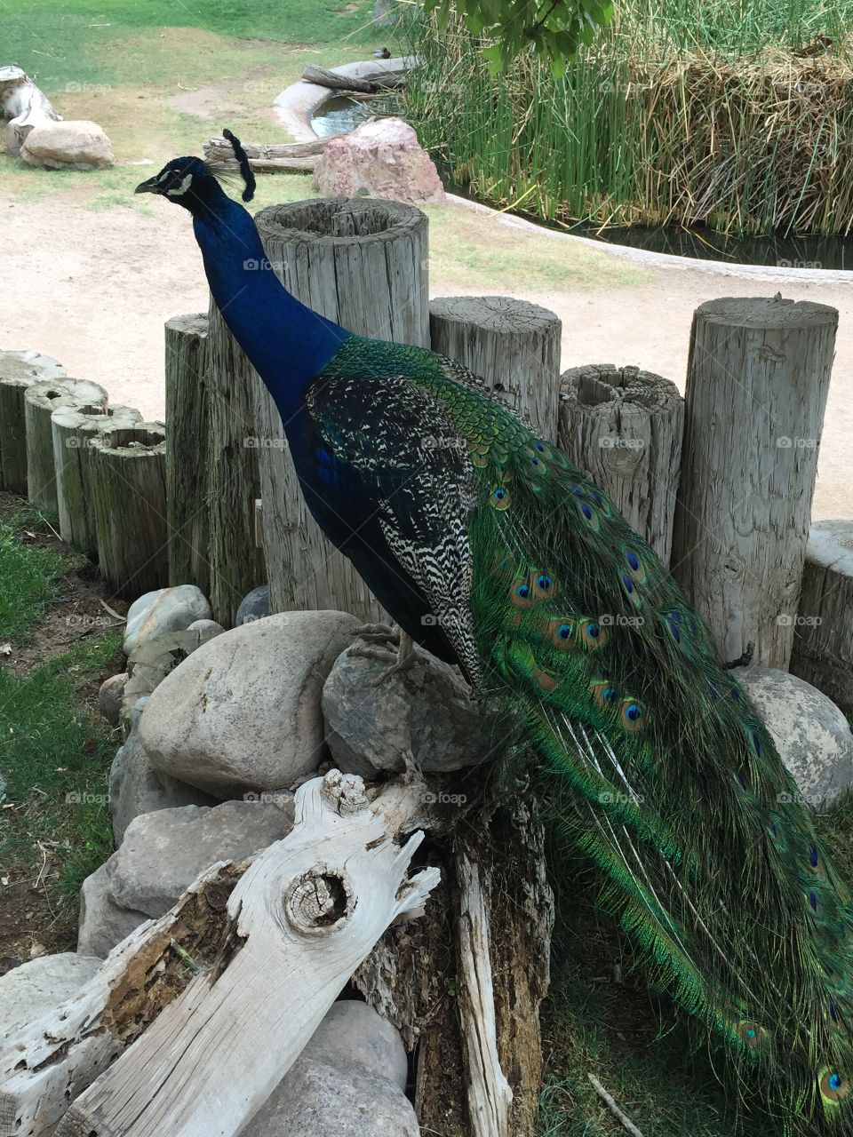 Nature, Bird, Zoo, Peacock, Animal