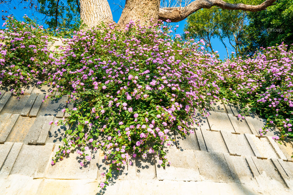 Lantana montevidensis is a small evergreen spreading ground cover it has masses of mauve flowers all year round