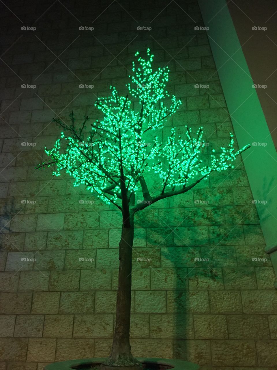Green
Tree
Night
Light