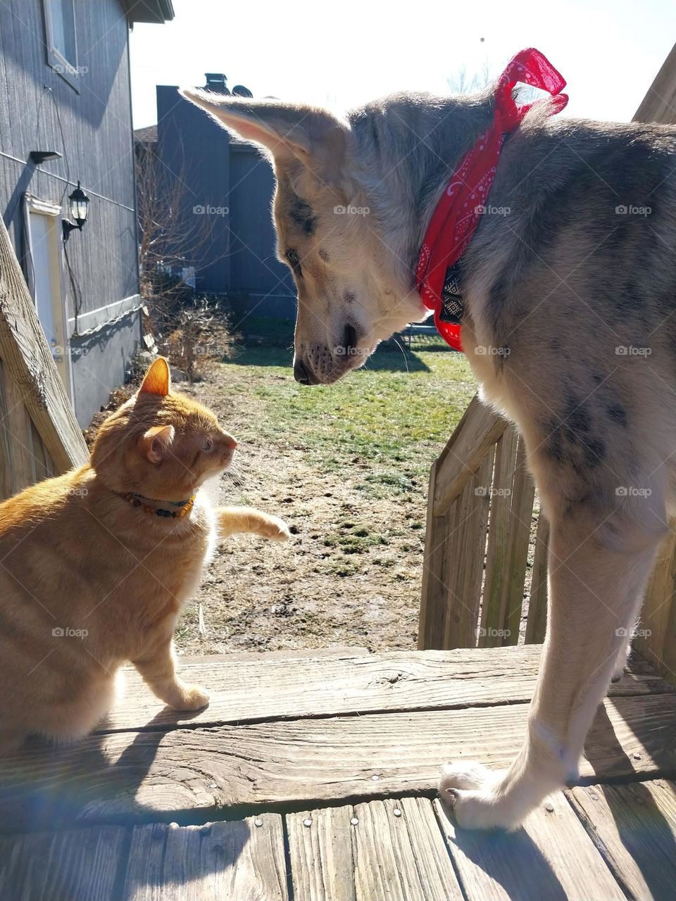 Tabby and Shepherd