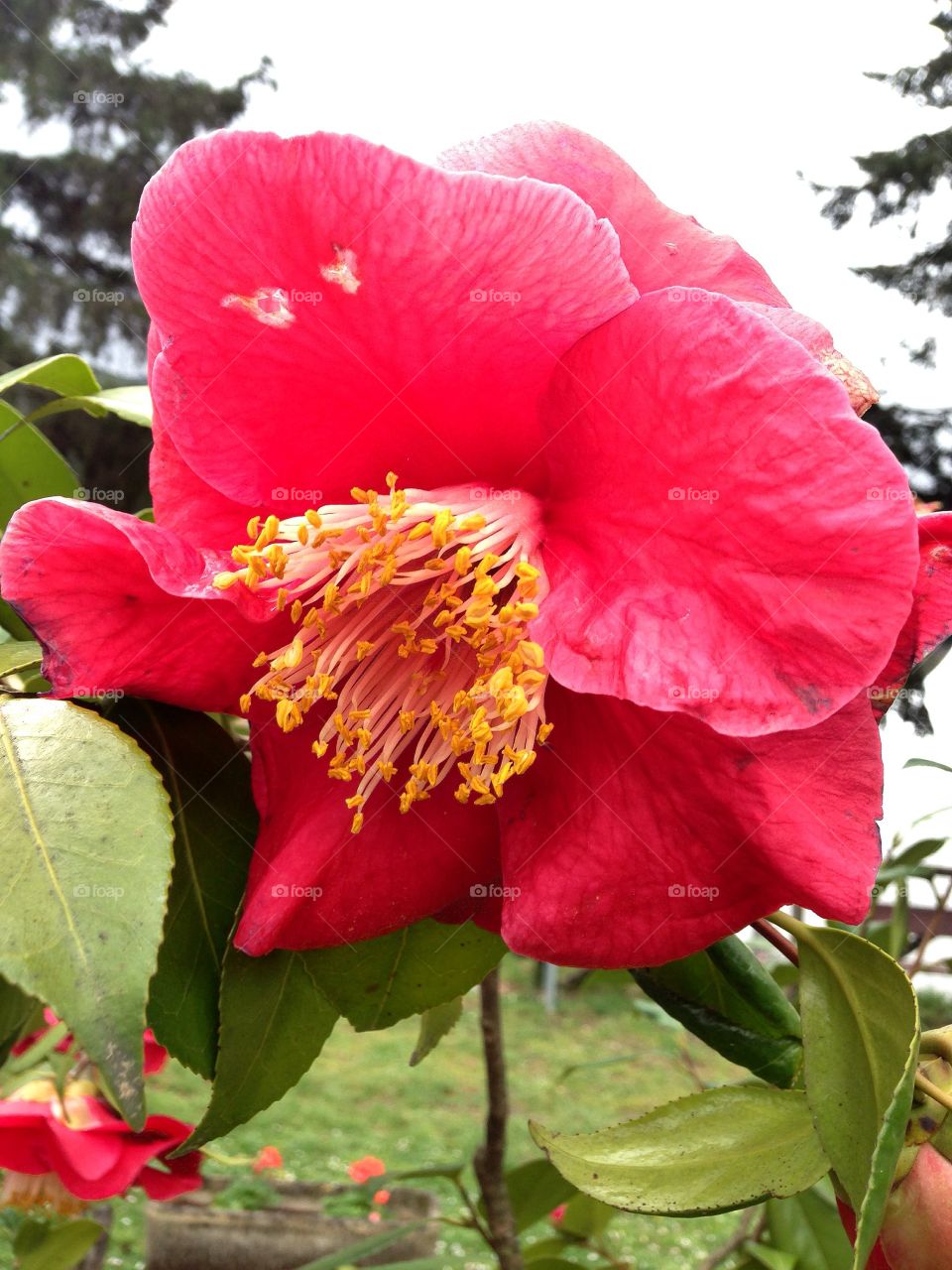 Camelie Pieve di Compito Lucca