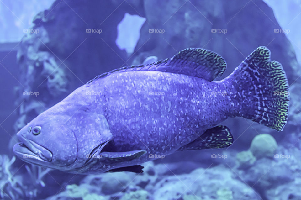 Colorful fish or Epinephelus lanceolatus in the sea background the coral , Thailand.