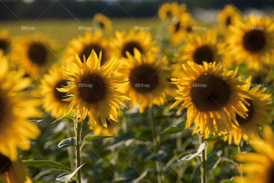 flowers france son sunflowers by bobmanley