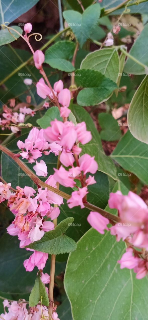 Flower & leaves // flower tree