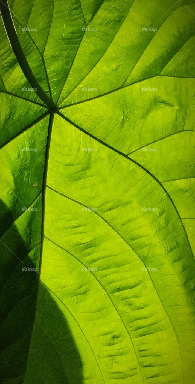 This huge and beautiful leaf of Macaranga Gigantea Tree.