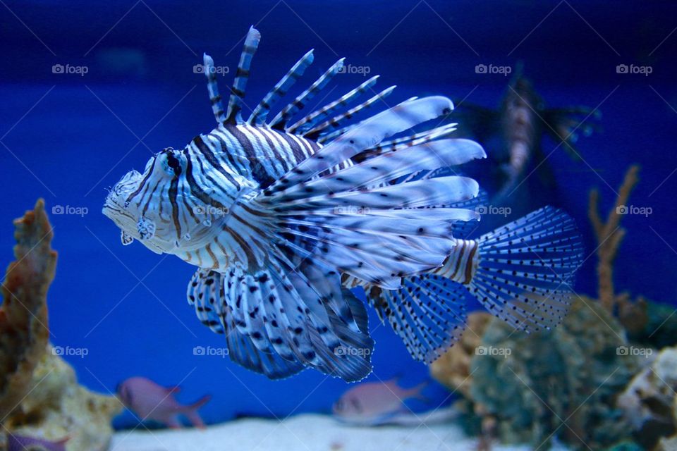 Underwater lion fish