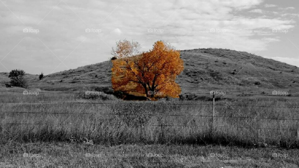 Fall Tree - Splash of Color